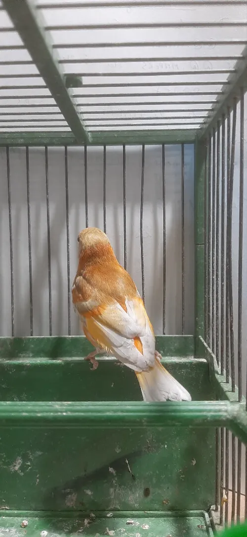 Mâle tarin Venezuela mutation DD Wadjed