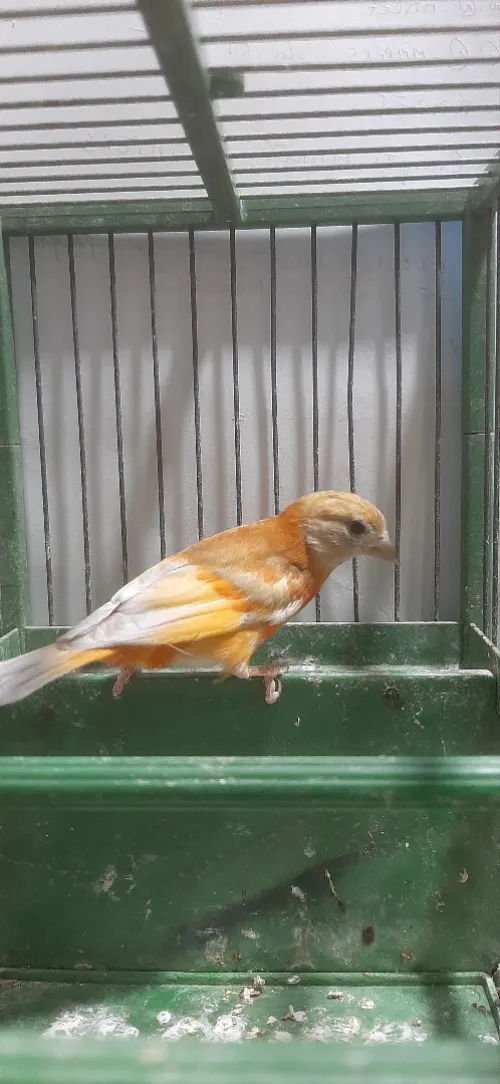 Mâle tarin Venezuela mutation DD Wadjed