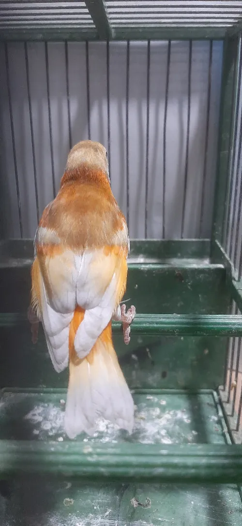 Mâle tarin Venezuela mutation DD Wadjed