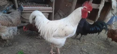 Deux Coq leghorn