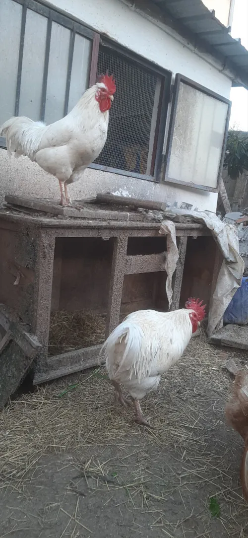 Deux Coq leghorn