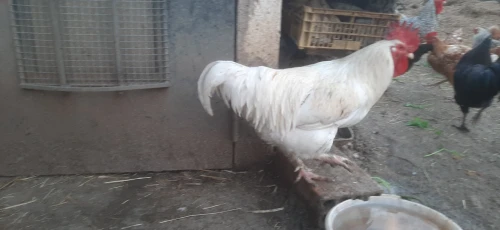 Deux Coq leghorn