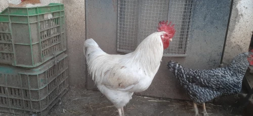 Deux Coq leghorn