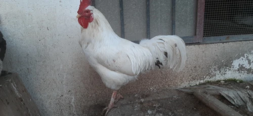 Deux Coq leghorn