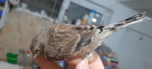 Male Ninou Bagué Coupleur 