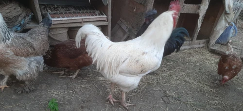 Deux Coq leghorn