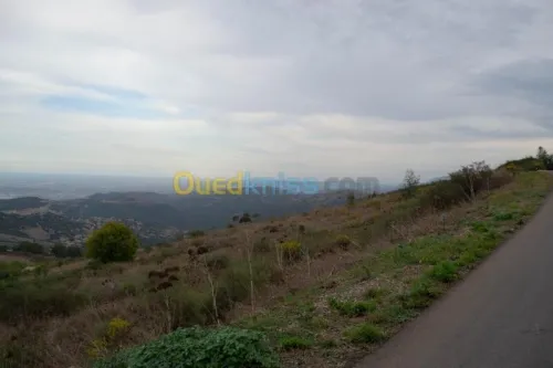 Location Terrain Blida Meftah