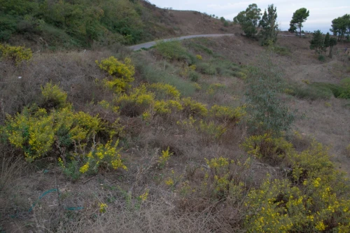 Vente Terrain Blida Djebara