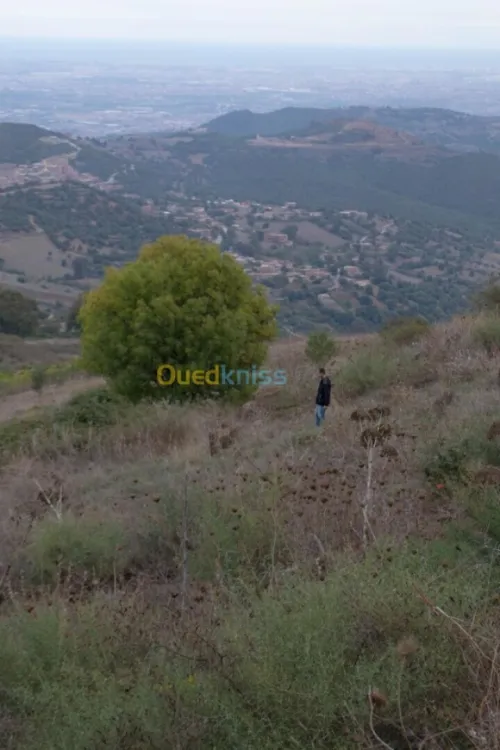 Location Terrain Blida Meftah