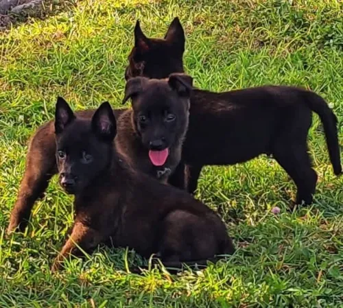 Chiot malinois