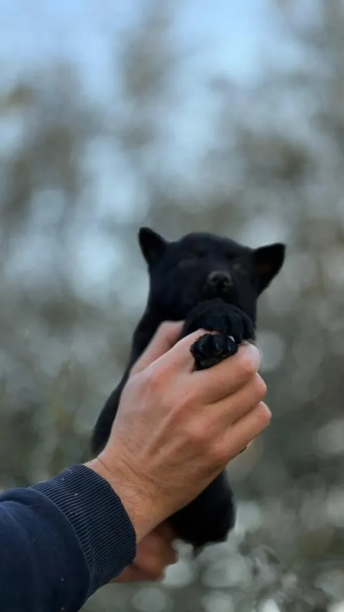 Chiot malinois