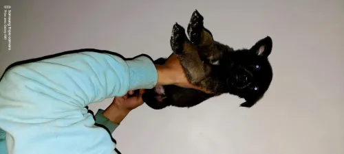 Malinois chiot