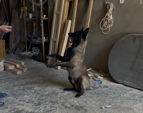 Malinois charbonnie 