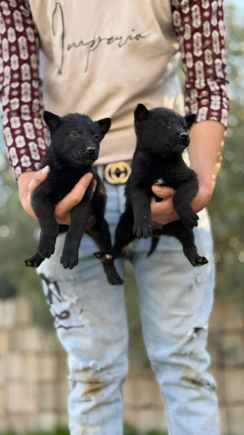 Chiot malinois