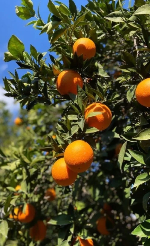 Vente Terrain Agricole Alger Sidi moussa