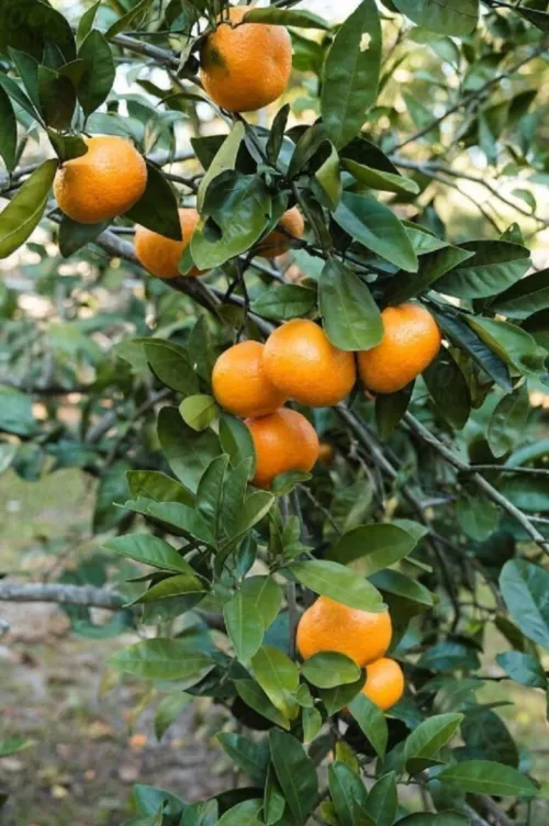 Vente Terrain Agricole Alger Khraissia