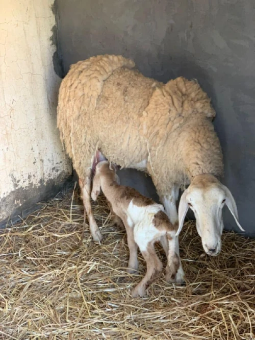 Vente Terrain Agricole Médéa Boughezoul