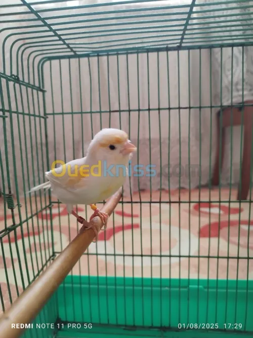 Canari femelle
