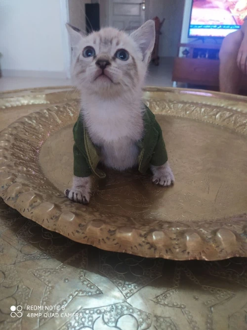 Chatons siamois