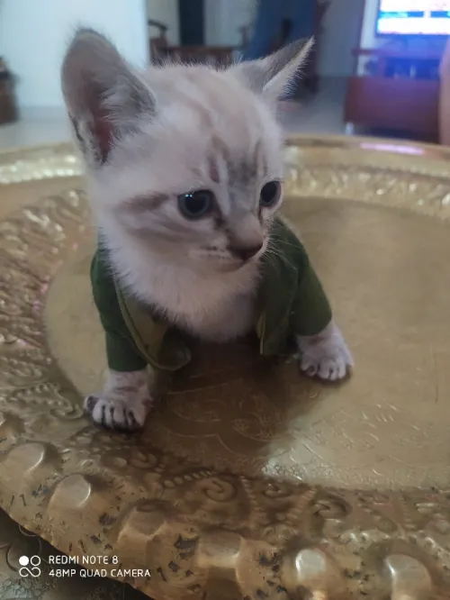 Chatons siamois