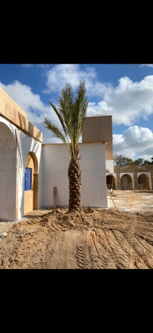 Palmier Washingtonia 