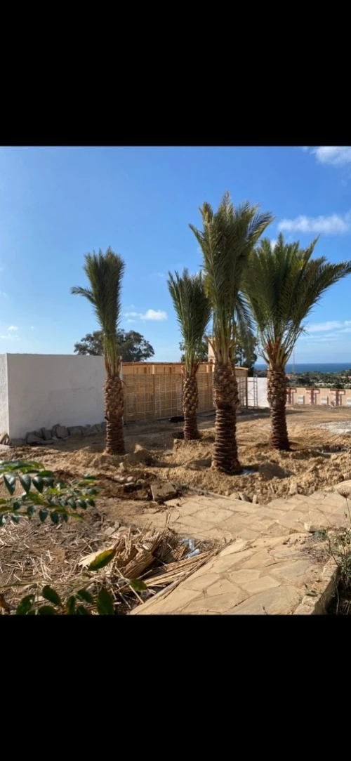 Palmier Washingtonia 