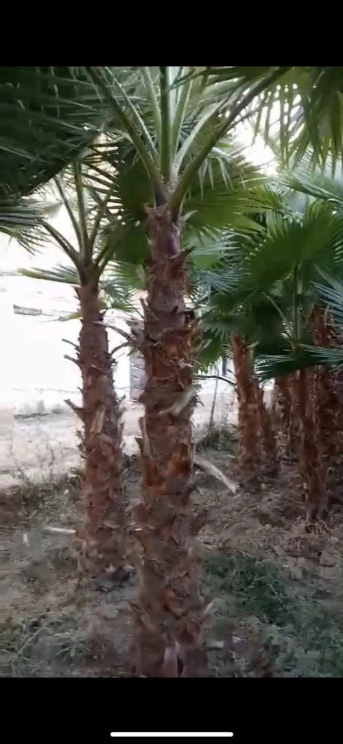 Palmier Washingtonia 