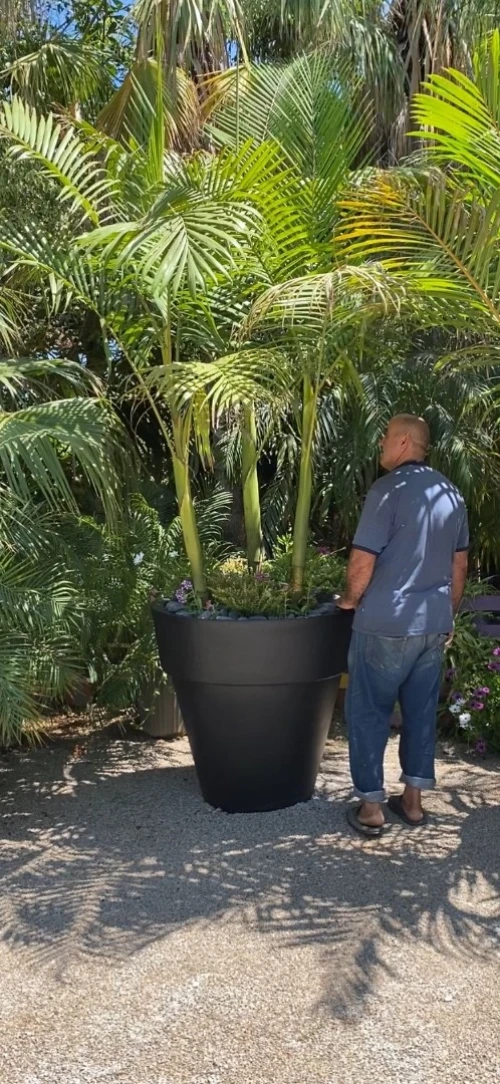 Palmier King Palm 