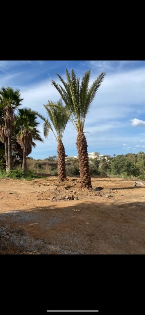 Palmier Washingtonia 