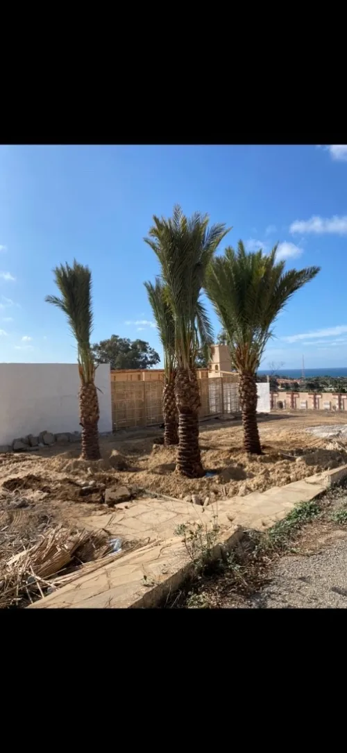 Palmier Washingtonia 