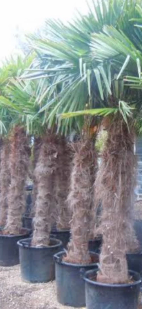 Palmier Washingtonia 