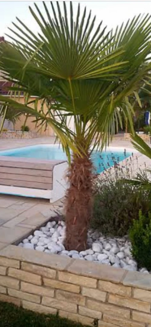Palmier Washingtonia 
