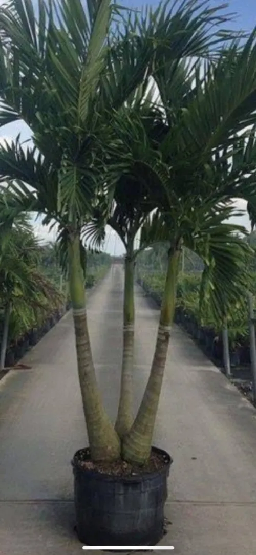 Palmier Washingtonia 