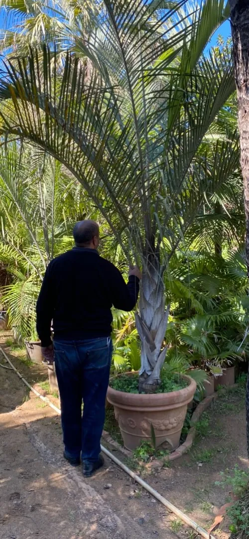 Palmier Washingtonia 