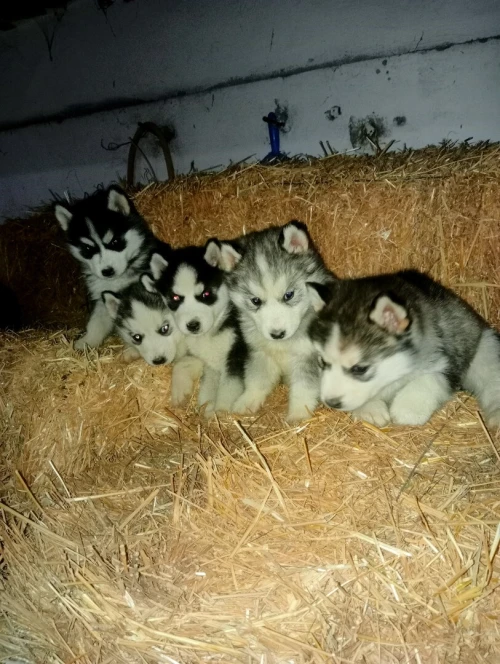 جراء هيسكي . Chiots husky
