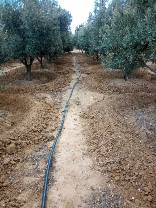 Vente Terrain Batna Sefiane
