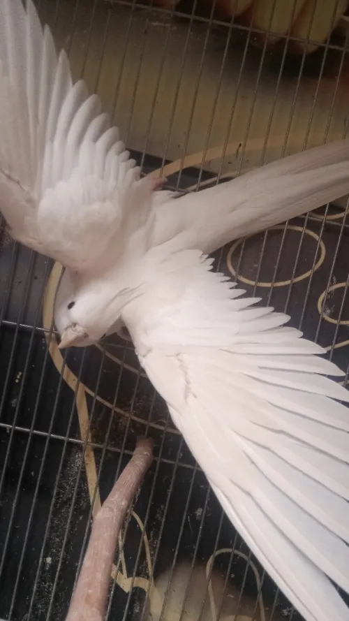 Oiseau  calopsitte malle albino