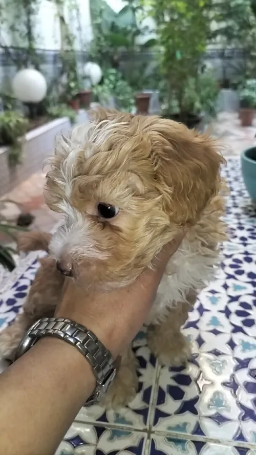 Chiot caniche bichon