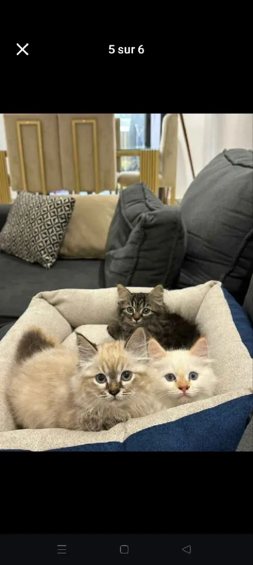Chat persan 