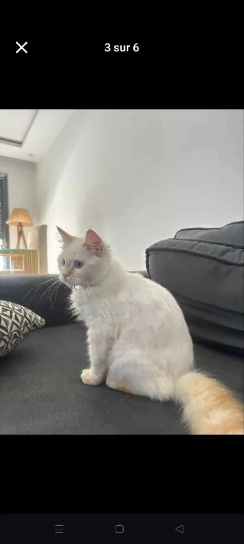 Chat persan 