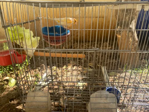 Couple Canaries كوبل كناري 