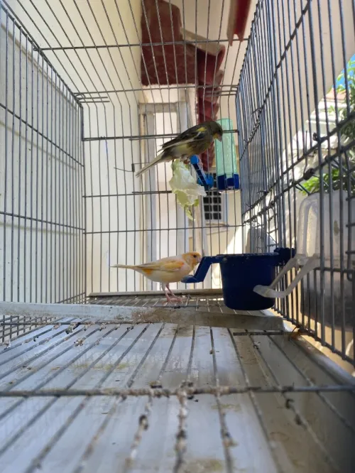 Couple Canaries كوبل كناري 