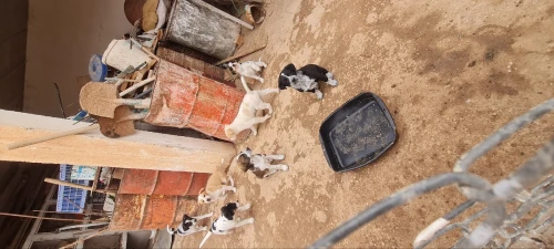 Chiens Tarros
