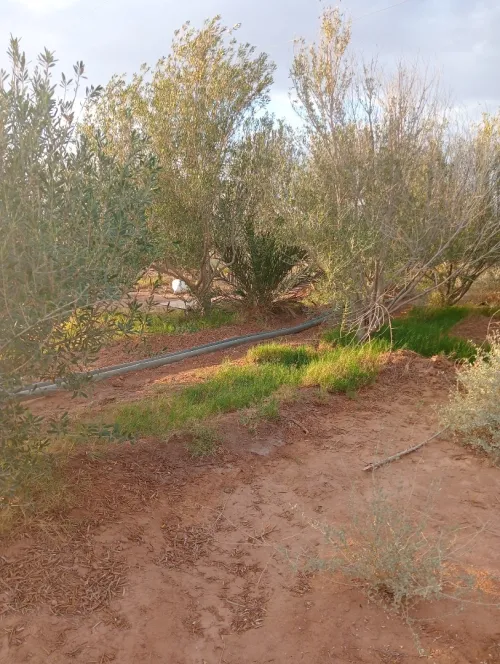 Vente Terrain Agricole Biskra Oumache