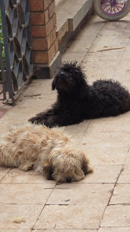 Bichon (caniche)