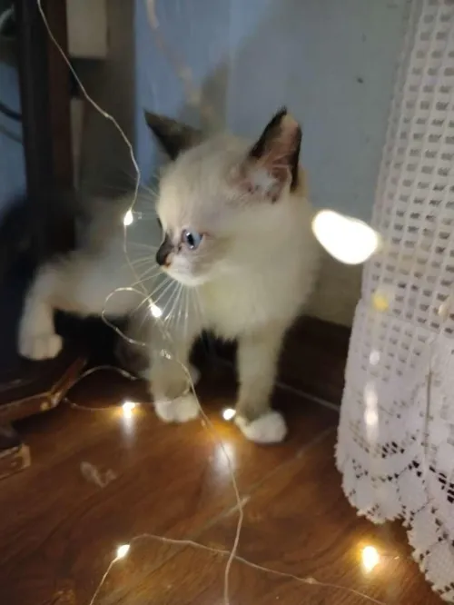 Chat 