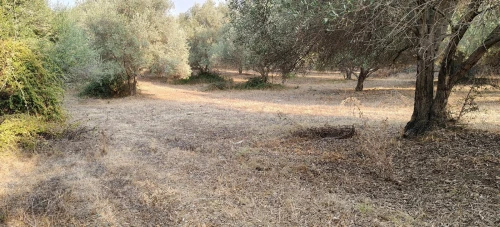 Vente Terrain Agricole Jijel Taher