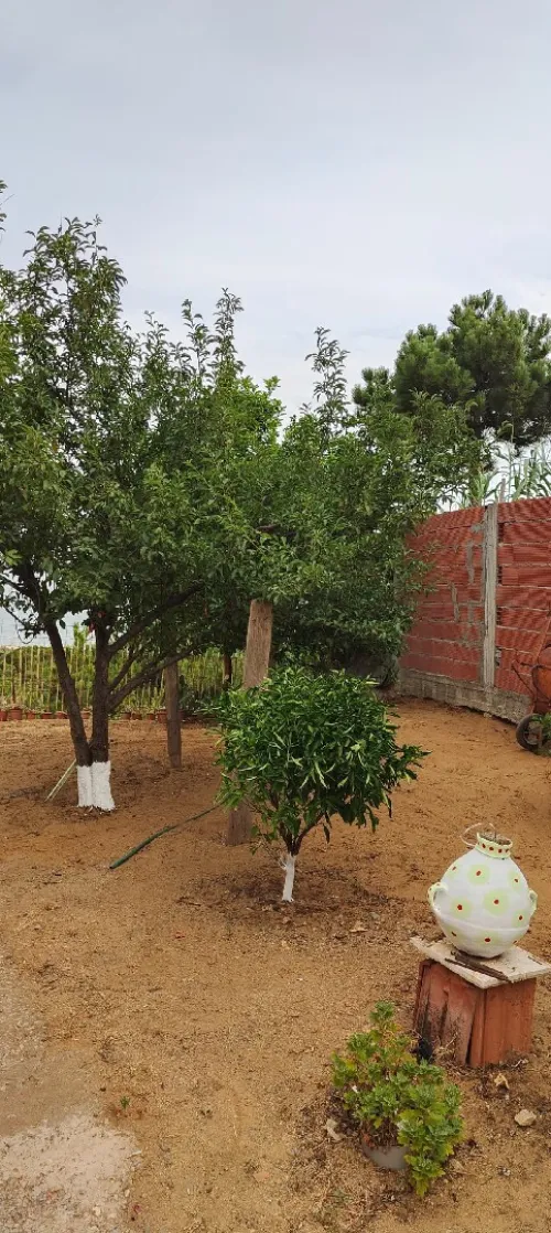 Vente Terrain Jijel Sidi abdelaziz