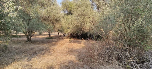 Vente Terrain Agricole Jijel Taher
