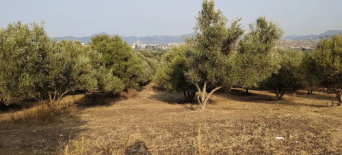 Vente Terrain Agricole Jijel Taher